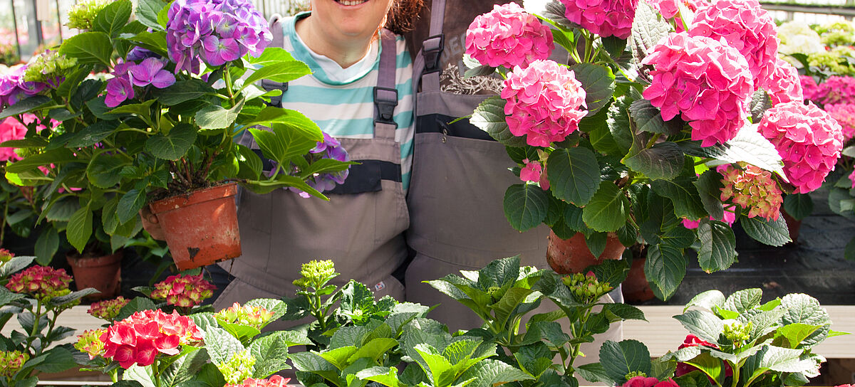 Hortensienblüte - Die Blumenpflege ist eine beliebte Arbeit für Menschen mit Behinderung in Ulm. 