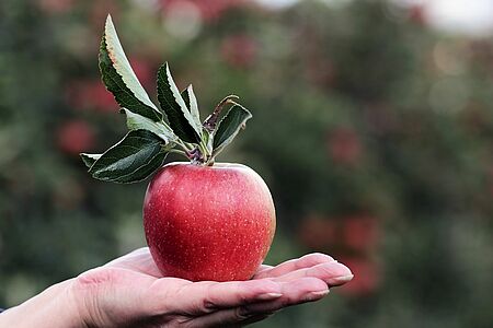 Vererben: Die Ernte des Lebens teilt man gern - Ein roter Apfel auf einer Hand