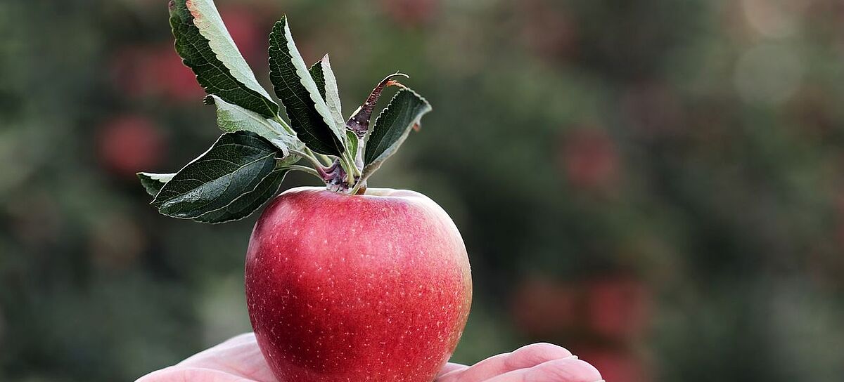 Vererben: Die Ernte des Lebens teilt man gern - Ein roter Apfel auf einer Hand